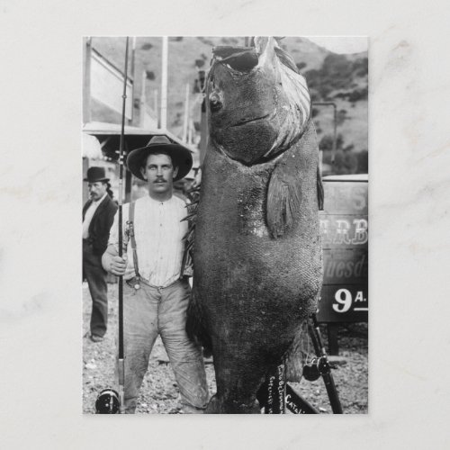 Real Big Fish early 1900s Postcard