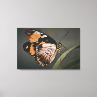 real butterfly wall art, butterfly, butterfly canvas print