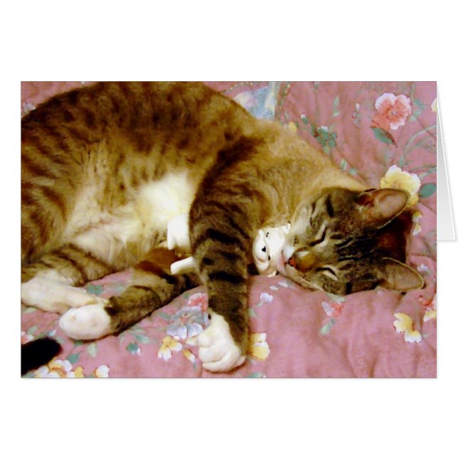 Real Cat, Fake Cat Cards (Front Horizontal)