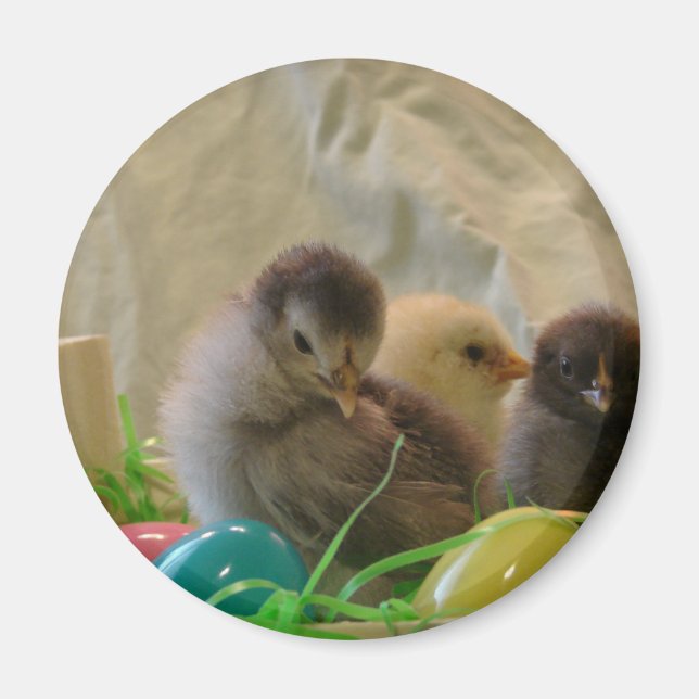 Real Easter Chicks Magnet (Front)