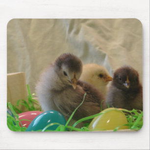 Real Easter Chicks Mouse Pad