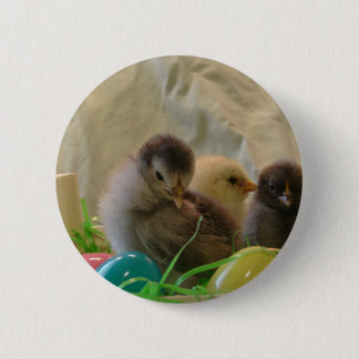 Real Easter Chicks Pinback Button