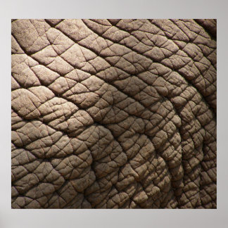 Real Elephant Skin Texture, Wrinkled. Poster