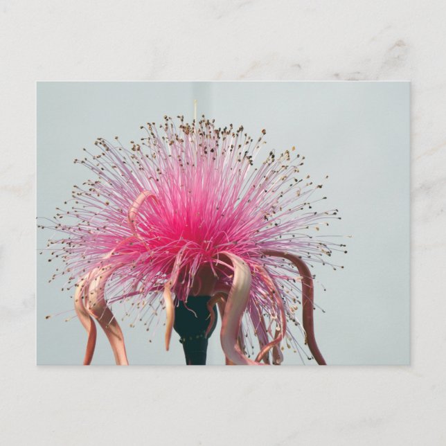 Real Fiber Optic Flower and Flamingo Postcard (Front)