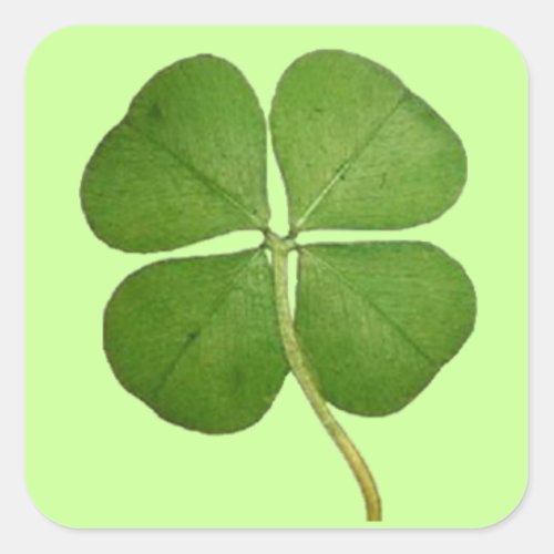 Real Four Leaf Clover Square Sticker