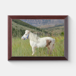 Real Miniature Horse in mountains Animal picture Award Plaque