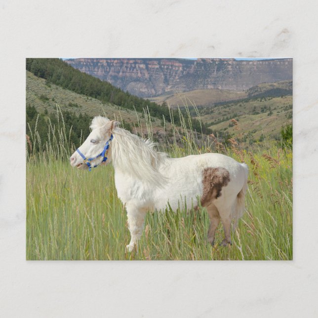 Real Miniature Horse in mountains wish Postcard (Front)