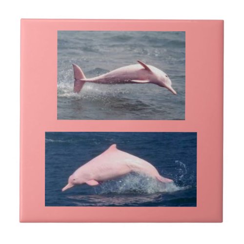 real pink dolphins tile