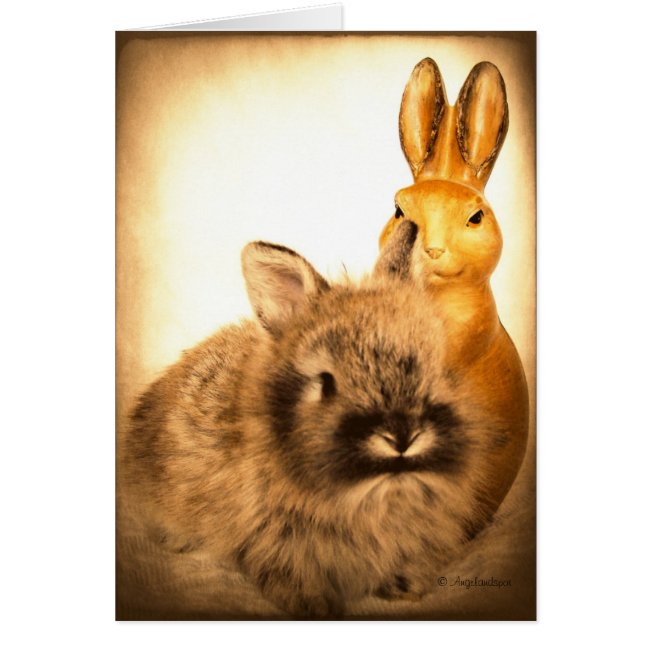 Real Rabbit and Fake Rabbit
