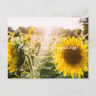 Real Sunflower Photo Field Flowers Are Happiness Postcard