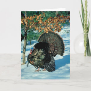Real Turkey Christmas Thanksgiving Winter Xmas Holiday Card