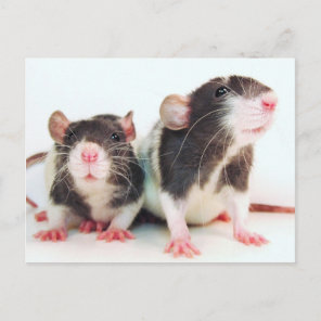 Real Women Own Rats! Postcard