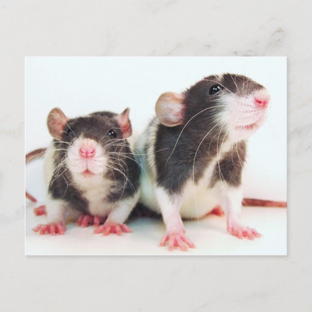 Real Women Own Rats! Postcard (Front)