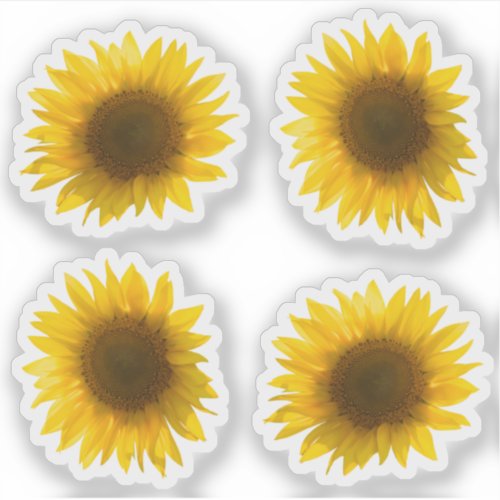 Real yellow sunflower picture 4x set sticker