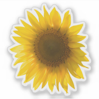 Real yellow sunflower picture sticker