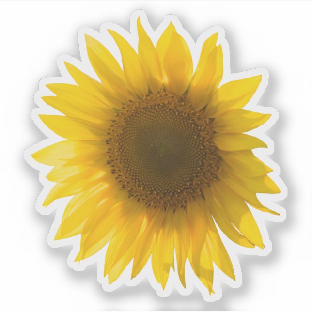 Real yellow sunflower picture sticker (Front)