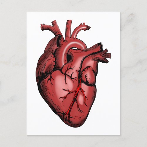 Realistic Anatomical Heart Image Postcard