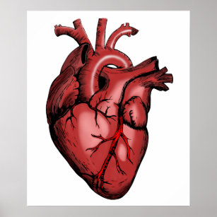 Realistic Anatomical Heart Image Poster