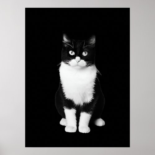 Realistic Black and White Cat Poster