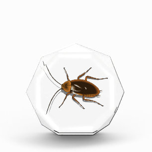 Realistic Brown Cockroach Insect Award