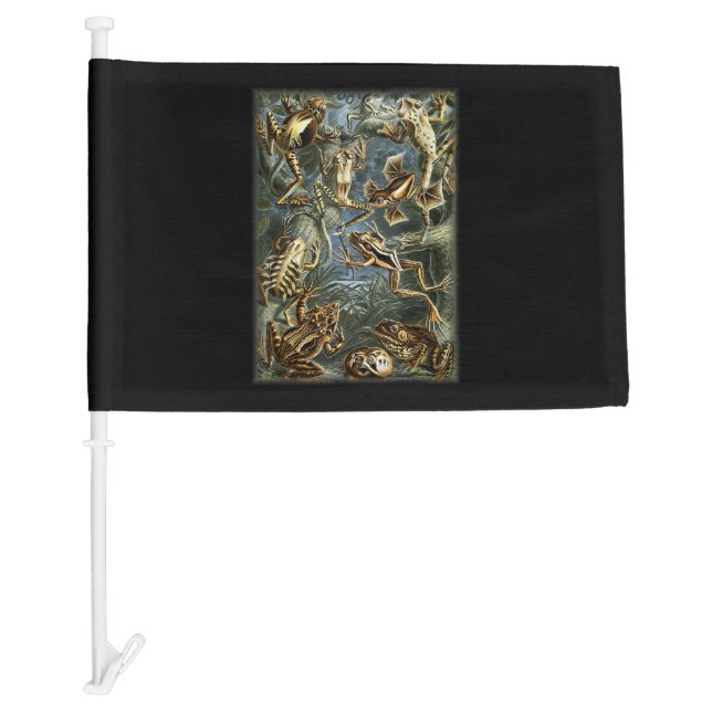 Realistic Frog Biology Drawing Scientific Illustra Car Flag (Front)