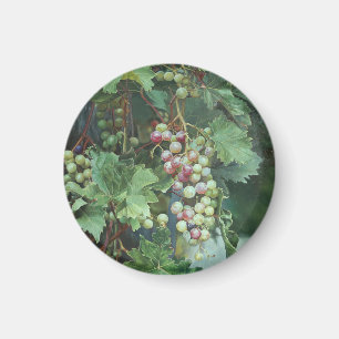 Realistic Grape Vine with Leaves – Fine Art Magnet