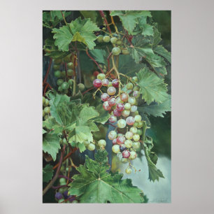 Realistic Grape Vine with Leaves – Fine Art Poster