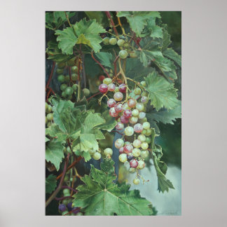 Realistic Grape Vine with Leaves – Fine Art Poster