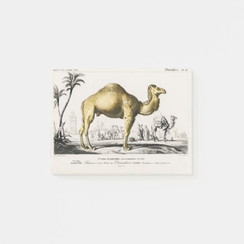 Realistic Hand Draw Camel illustration Post_it Notes