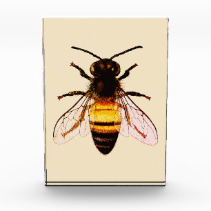 Realistic Honey Bee Art Illustration Photo Block