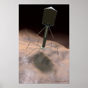 Realistic Illustration of bacteriophage Poster