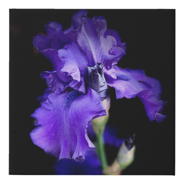 Realistic Iris Canvas (Front)