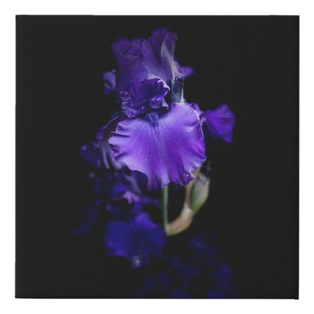 Realistic Iris Wall Canvas (Front)