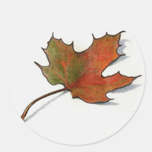 Realistic Maple Leaf: Color Pencil Art Classic Round Sticker