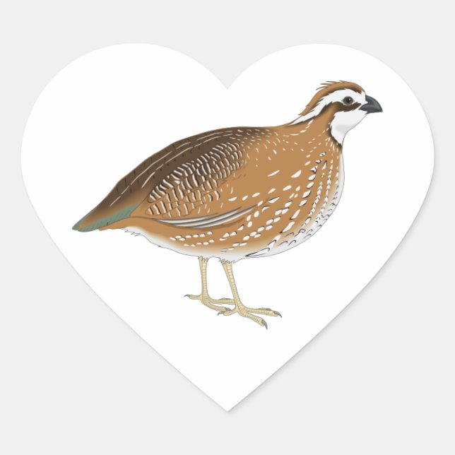 Realistic Quail Bird Heart Sticker (Front)