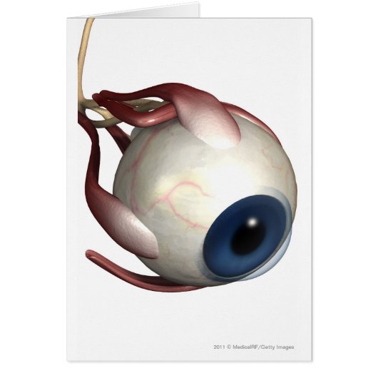 Realistic rendering of the muscles of the eye cards (Front)