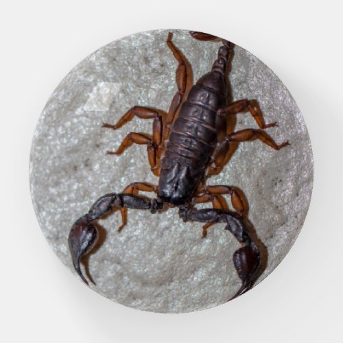 Realistic Scorpion scorpio paperweight 