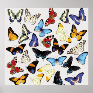 Realistic vintage butterflies collection. poster