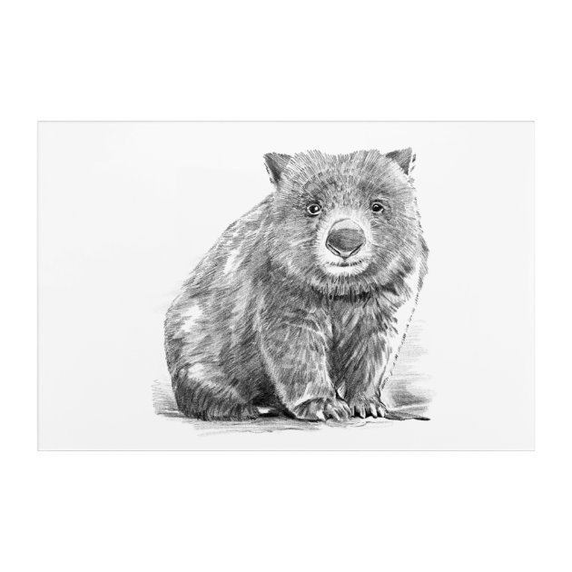 Yumoto and Wombat | Anime, Wombat, Art