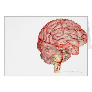 Realitic rendering of the human brain cards
