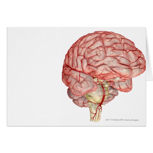 Realitic rendering of the human brain cards (Front Horizontal)
