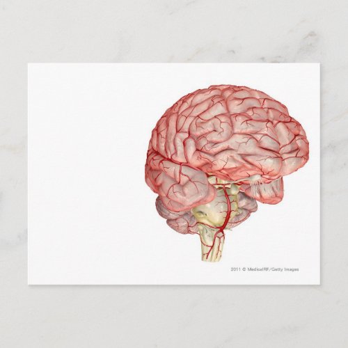Realitic rendering of the human brain postcard