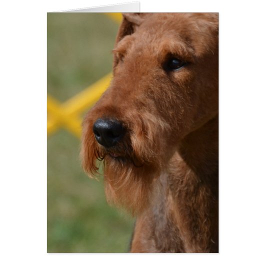Really Cute Airedale Terrier Cards (Front)