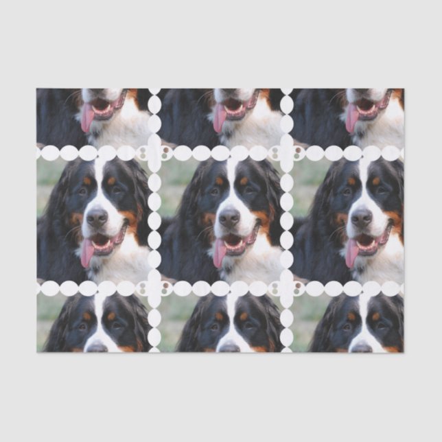 Really Cute Bernese Mountain Dog Tissue Paper (Front)