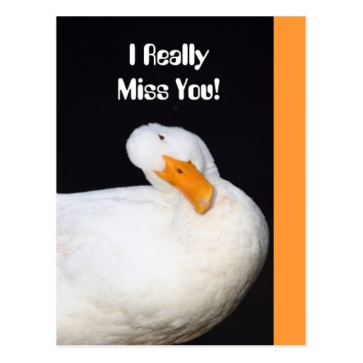 Really Miss You! Cute White Duck Postcard | Zazzle