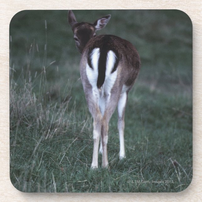 Rear view of a deer , New Zealand Beverage Coaster (Front)