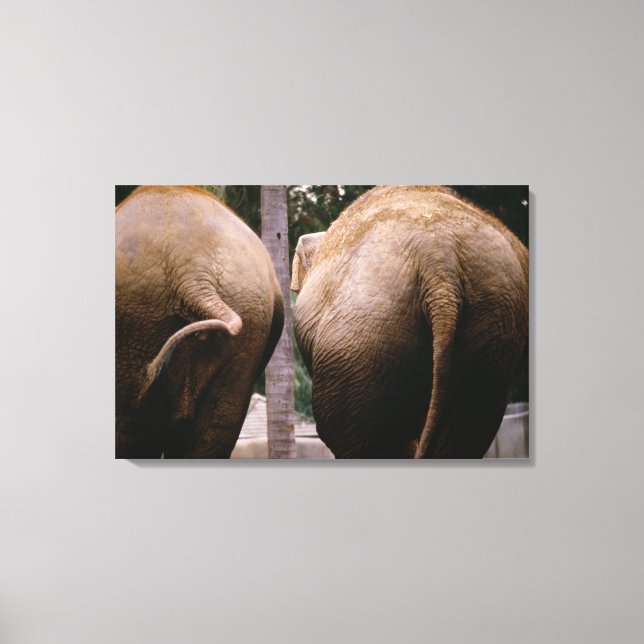 Rear view of Asian elephants Canvas Print (Front)