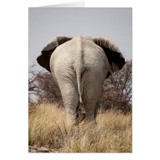 Rear view of elephant cards (Front)