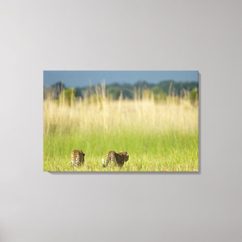 Rear view of Leopard Panthera pardus and cub Canvas Print