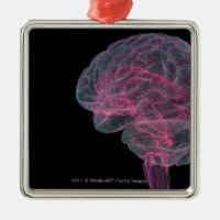 Rear view of the human brain